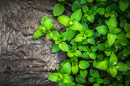 green leaf plant on tree trunk thumbnail