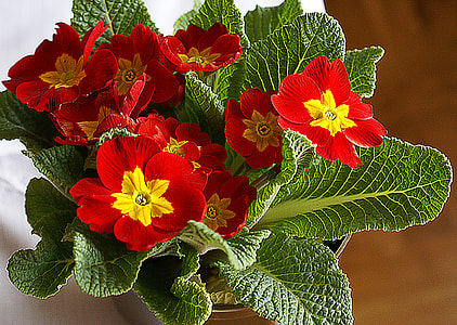 red and yellow primrose plant closeup photography thumbnail