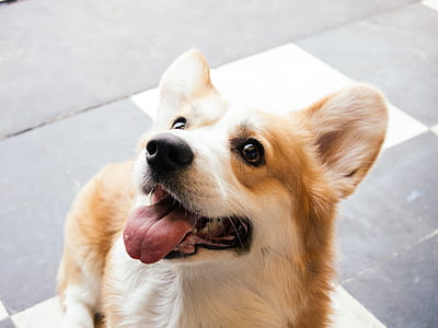 tan and white Pembroke Welsh corgi thumbnail