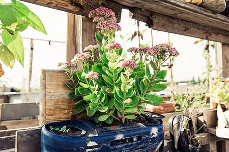 blue potted pink petaled flowers bloom thumbnail