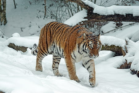 Tiger on Snow thumbnail