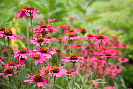 pink coneflowers thumbnail