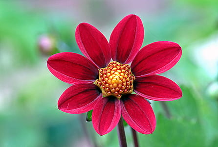 close-up photography of red petaled flower thumbnail