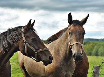 two brown horse in green grass field during daytime thumbnail
