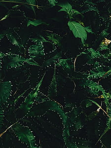 photo of green leafed plant thumbnail