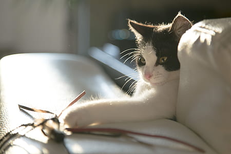 white selective focus photography of white and black cat thumbnail