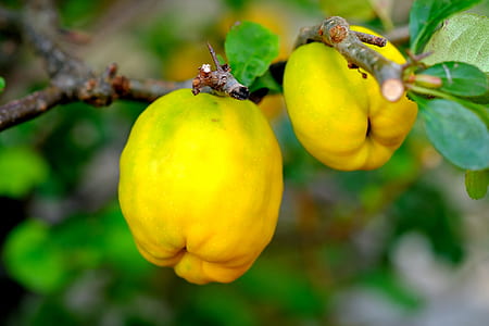 two yellow fruits on tree branch thumbnail
