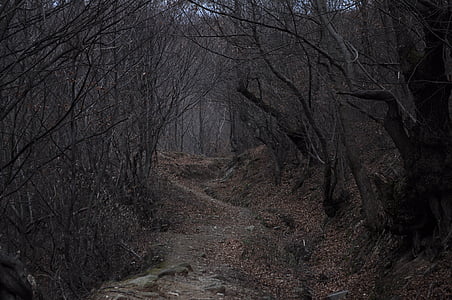 low angle photography of pathway on forest thumbnail