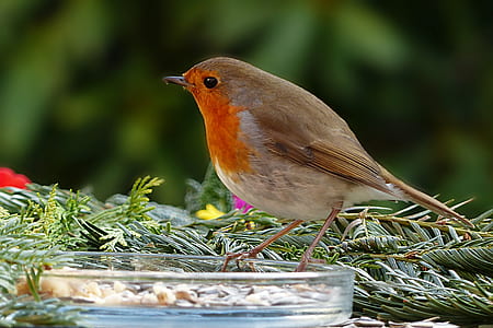bird on glass plate thumbnail