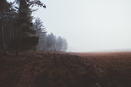 foggy forest thumbnail