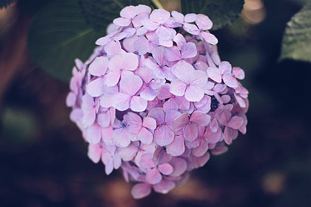 purple flowers thumbnail