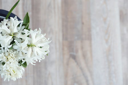 white hyacinths potted plant on brown surface closeup photo at daytime thumbnail