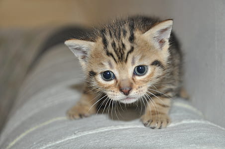 orange tabby kitten thumbnail