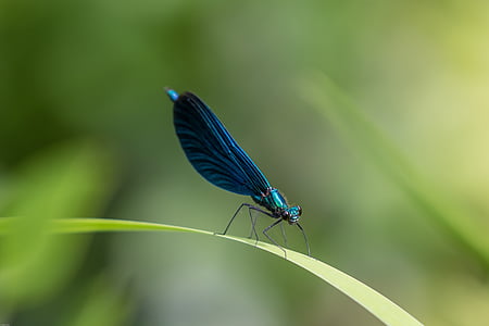 blue dragonfly thumbnail