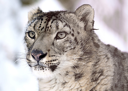 selective focus of gray wolf thumbnail