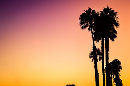 silhouette photo of coconut trees during golden hour thumbnail