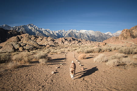 dog walking on desert thumbnail