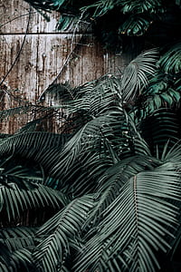 green leafed plants thumbnail