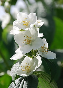 selective focus photograph of white flowers thumbnail