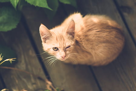 orange tabby cat winking while sitting on wood plank thumbnail