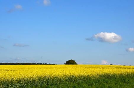 green grass field thumbnail