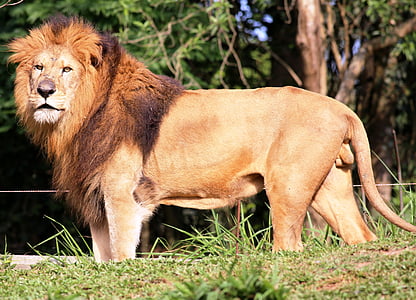 brown lion on grass field thumbnail