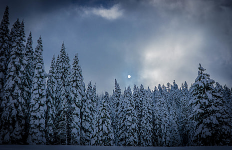 snow covered trees thumbnail