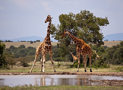 two giraffes on grass field near body of water thumbnail