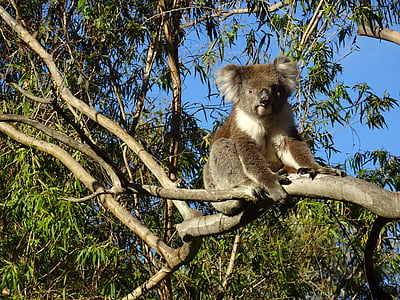 brown and gray koala on tree branch photo thumbnail