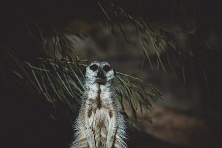 monkey photography thumbnail