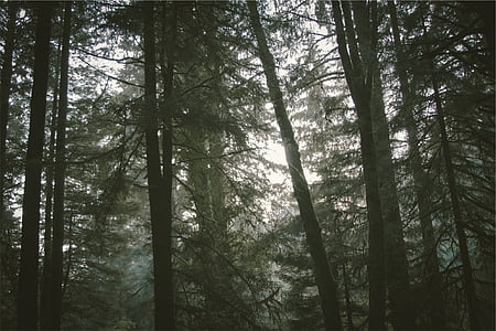 silhouette of tall trees thumbnail
