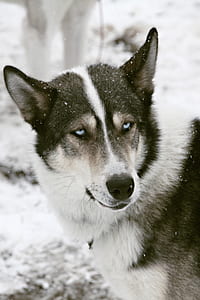 black and white wolf thumbnail
