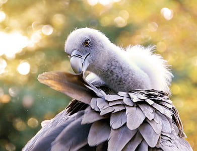 selective focus of white bird thumbnail