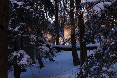 trees covered by snow thumbnail