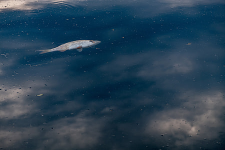 gray fish in body of water thumbnail