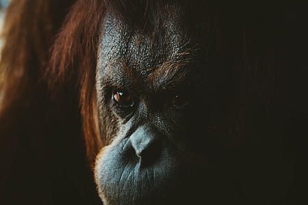 monkey, gorilla, orange, orangutan, wild, animal thumbnail