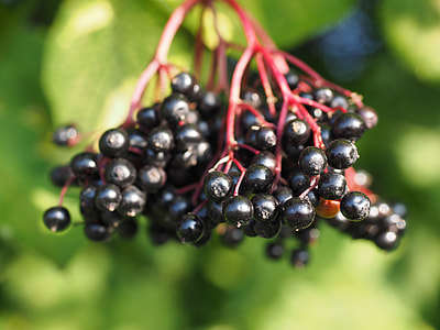 round black fruits in shallow focus shot thumbnail
