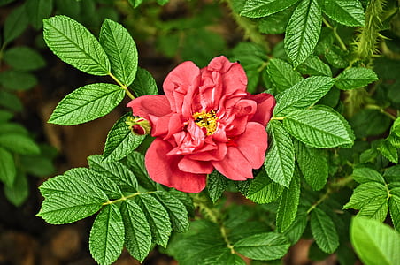 pink rose flower in close-up photography thumbnail
