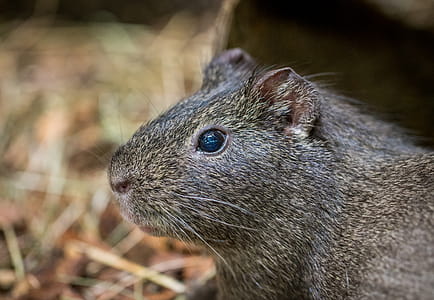 Close-up Photography of Gray Rodent at Daytime thumbnail