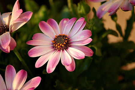 closeup photo of pink petaled flower thumbnail