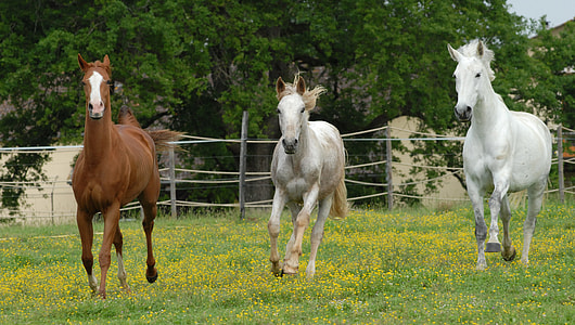 three white and brown horses near gray fence during daytime thumbnail