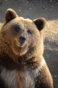 brown grizzly bear closeup photo thumbnail