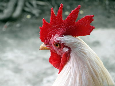 shallow focus photography of white and red rooster thumbnail