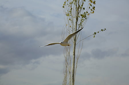 white bird flying near tree during daytime thumbnail