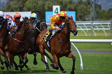 horse jockeys riding horses during daytime thumbnail