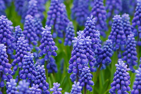 close up photograph of purple flower field thumbnail