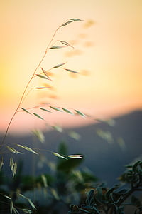 selective focus photography of green leafed plant thumbnail
