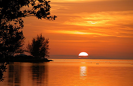 silhouette of trees during sunset thumbnail