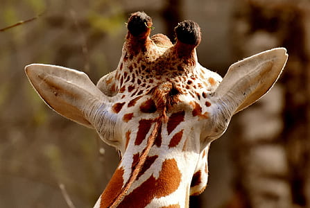 close-up photography of brown giraffe head thumbnail