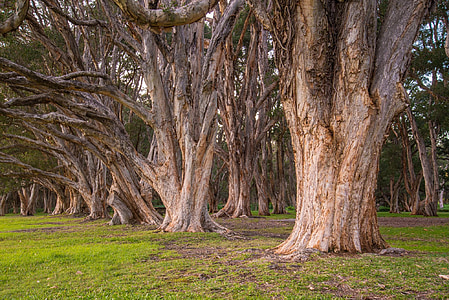 low-angle photography of trees thumbnail